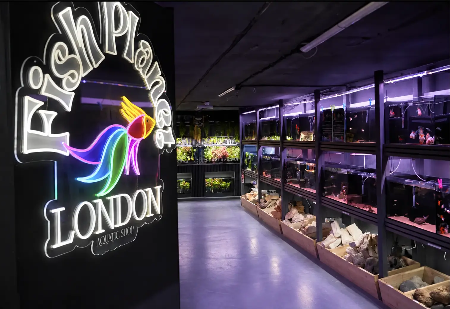 Display tanks inside the Fish Planet London store in Shoreditch, east London